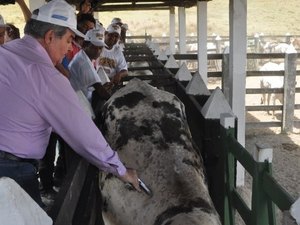 Mais de 800 animais são vacinados contra aftosa em Murici