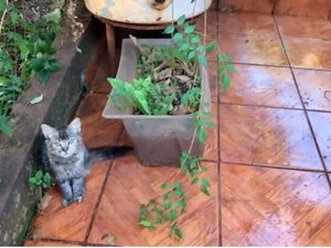 Gata 'salva' dono ao alertar sobre cobra cascavel em varanda de casa