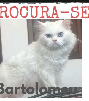 Família procura gato surdo desaparecido no bairro Nilo Coelho, em Arapiraca