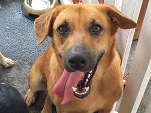 Grupo Pata Amada participa neste sábado de palestra sobre voluntariado para estudantes