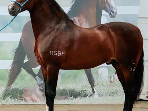 Cavalo que vale mais que uma Ferrari é destaque em exposição de Belo Horizonte