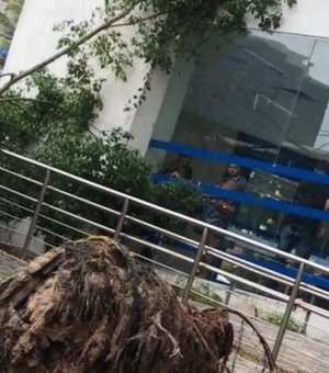 Árvore cai em calçada no bairro da Cruz das Almas
