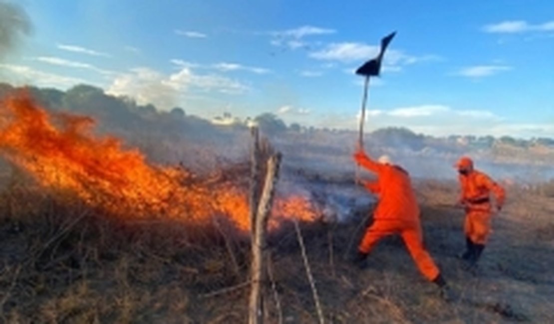 Alagoas registra queda de 7% nas ocorrências de incêndios em vegetação em 2024