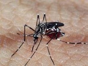 Com aumento nos casos de dengue, Sesau intensifica combate