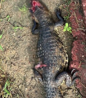 Jacaré é encontrado morto às margens do Riacho Piauí, em Arapiraca