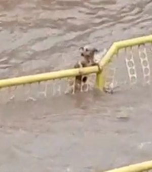 Cãozinho tenta se salvar durante enxurrada em Três Pontas