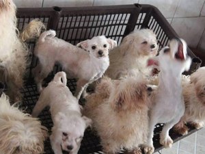 Câmara aprova aumento de pena para maus-tratos contra animais
