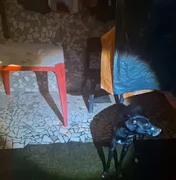 Homem é preso após cachorro ser encontrado com focinho amarrado em Maceió