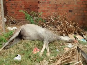 Cavalo morto em terreno de casa abandonada causa indignação em moradores
