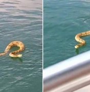 [Vídeo] Cascavel nada até barco e assusta tripulantes em barco