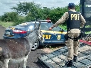 Para conter acidentes em rodovias, governo da Bahia abate 300 jumentos