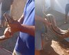 Jiboia é capturada por moradores no bairro Zélia Barbosa Rocha, em Arapiraca
