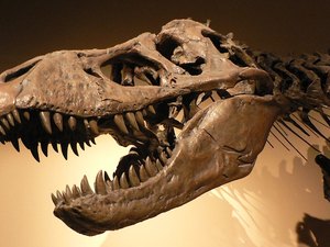 Ninhada de ovos de dinossauro é descoberta no interior paulista