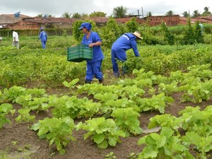 Toneladas de alimentos orgânicos foram cultivados no sistema prisional de AL 