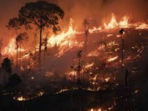 Dino manda União aumentar bombeiros contra incêndios na Amazônia e Pantanal