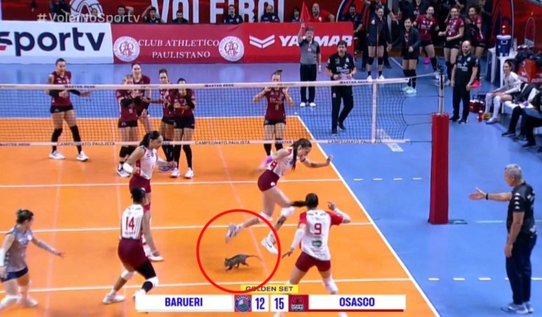 Gambá invade quadra durante semifinal entre Osasco e Barueri pelo Paulista de Vôlei