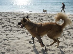 Cão tailandês é o primeiro a ter próteses de atletas paralímpicos