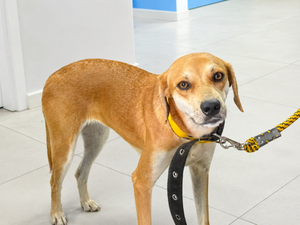 Dia do Cachorro Caramelo é celebrado em Maceió pela importância da adoção