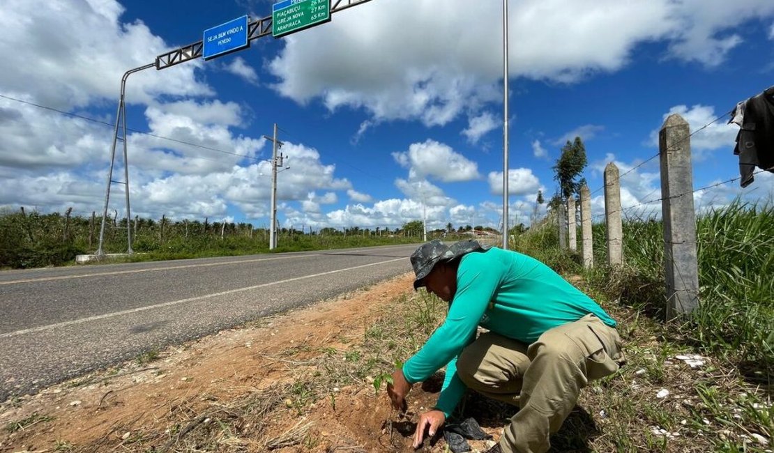 Alagoas Mais Verde planta mudas de árvores nativas às margens da rodovia Penedo-Pindorama