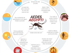 Diferença entre dengue, Zika e chikungunya é sutil, diz especialista