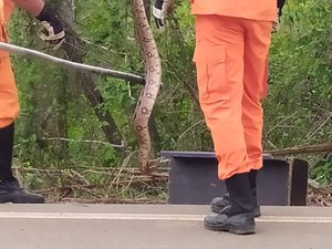 Jiboia é capturada em árvore no centro de Coité do Noia