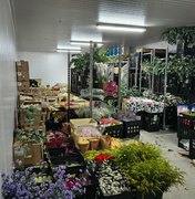 Sefaz encontra R$ 100 mil em flores sem nota fiscal em depósito irregular em Alagoas