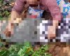 Homem é encontrado morto em estrada vicinal na zona rural  de Palmeira dos Índios