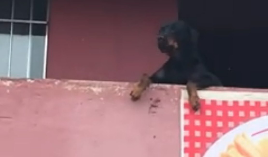 [Vídeo] Foliões cantam para cachorro na sacada que observa bloco passar