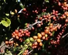 Café barateou por causa do tarifaço? Veja o que dizem especialistas