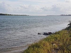 Lagoa Mundaú passa por análise da água após aparição de peixes mortos