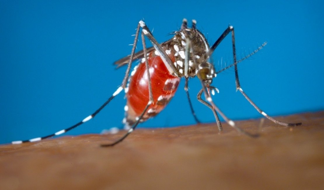 Fundação de Bill Gates quer combater o vírus zika usando mosquitos com DSTs