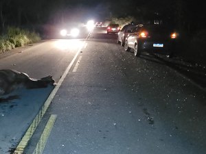 [Vídeo] Acidente envolvendo veículo e animal na pista deixa uma pessoa morta