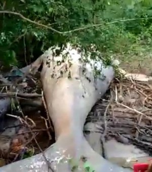 [Vídeo] Baleia Jubarte é encontrada em área de praia na Ilha do Marajó, no Pará 