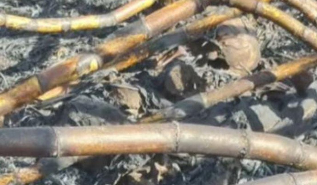 Ossada humana é encontrada por trabalhadores rurais em plantação de cana no Centro de Coruripe