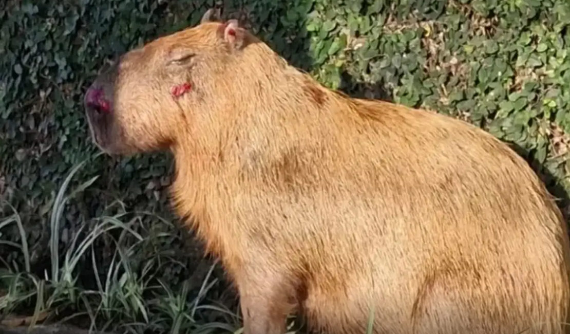Grupo que agrediu capivara na Ilha do Governador-RJ é denunciado pelo MP