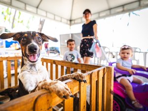 Prefeitura de Maceió investe no bem-estar animal