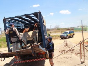 Animais soltos na pista são a 4ª maior causa de acidentes