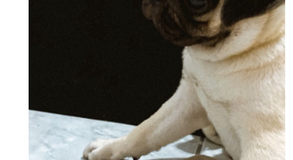 Cachorro desaparece em Arapiraca e tutores pedem ajuda para encontrá-lo