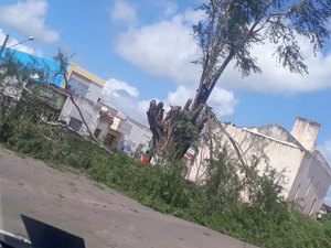 Poda de árvore centenária revolta moradores de Campo Grande