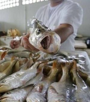 Operação Semana Santa investiga adulteração de pescado em Alagoas