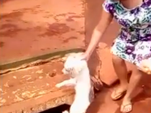 Mulher joga cachorro em bueiro e causa revolta na internet