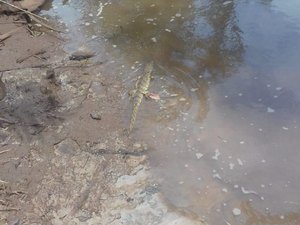 Filhote de jacaré é encontrado em quintal de residência no Agreste