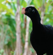 IMA atua na reintrodução do Mutum-de-alagoas e fortalece preservação da fauna alagoana