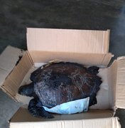 Tartaruga coberta por óleo é encontrada por banhistas, em Feliz Deserto