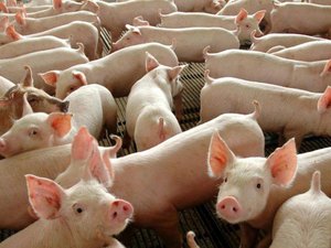 Prefeitura de Arapiraca convoca criadores para campanha de vacinação contra a peste suína clássica