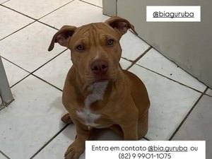 Cadela é roubada por casal de motociclistas em Arapiraca; família pede ajuda