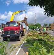 Árvore cai, bloqueia avenida principal de Murilópolis e deixa trânsito lento