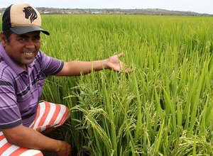 Chuvas e novos equipamentos viabilizam aumento da safra de arroz em Alagoas