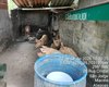 Pocilga é interditada após denúncia no bairro São Jorge, em Maceió