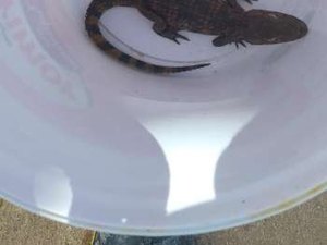 Homem encontra jacaré em Praia do Saco